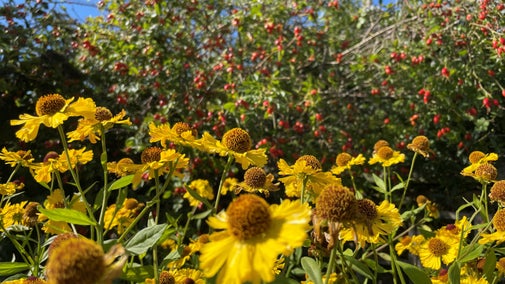 Bright yellow flowers stand tall against red rosehips and green foliage